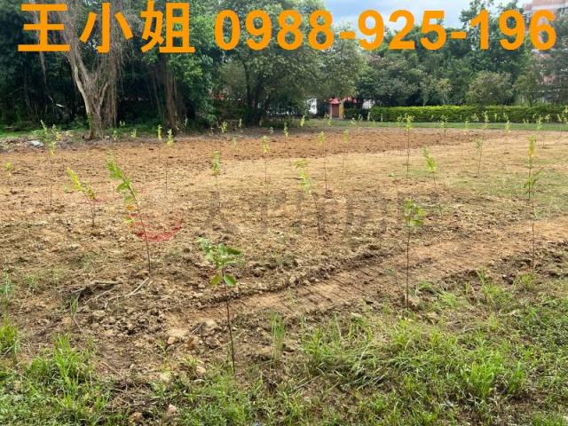 桃園農地-6