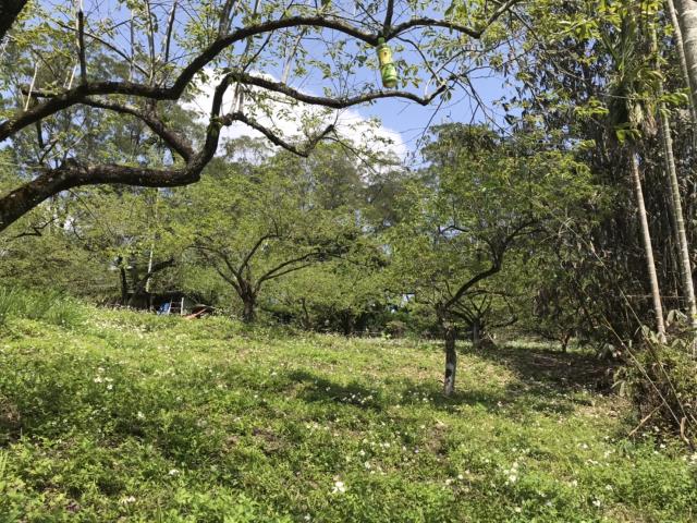 新竹竹東農地-1