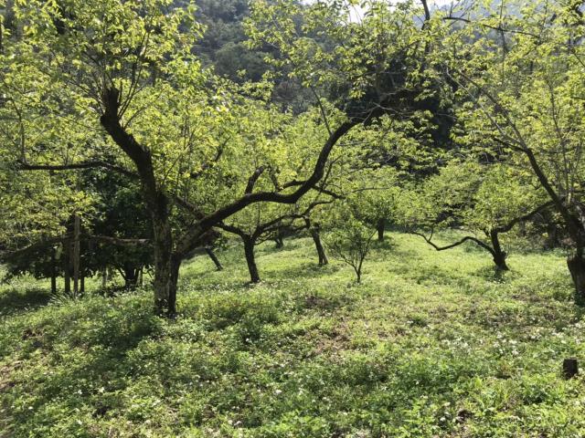 新竹竹東農地-2