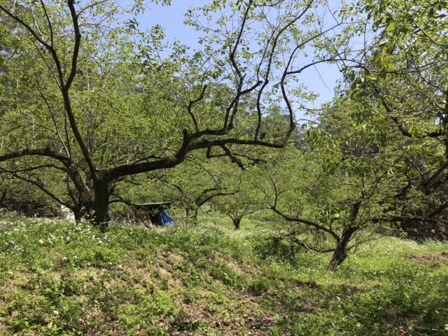 新竹竹東農地-3