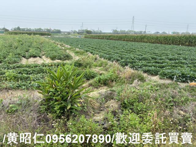 台南農地-10