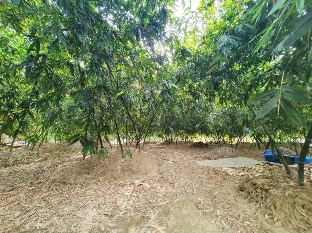 台南歸仁農地-7