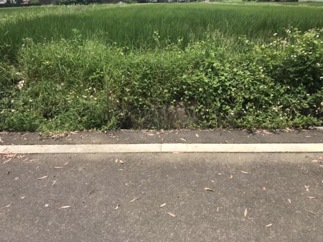 新屋農地-3