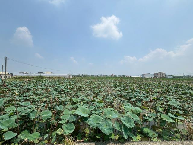 民雄農地-2