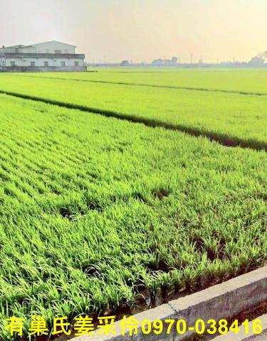 嘉義溪口農地-2