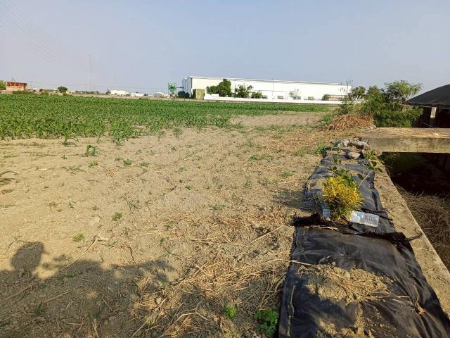 台南學甲農地-5