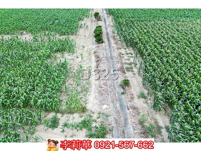 鹽水農地-6