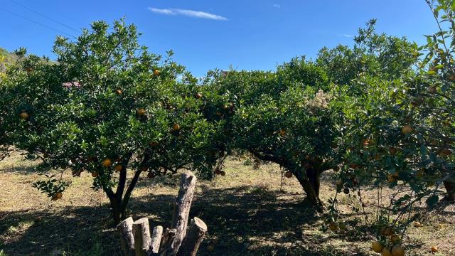 苗栗頭份農地-10