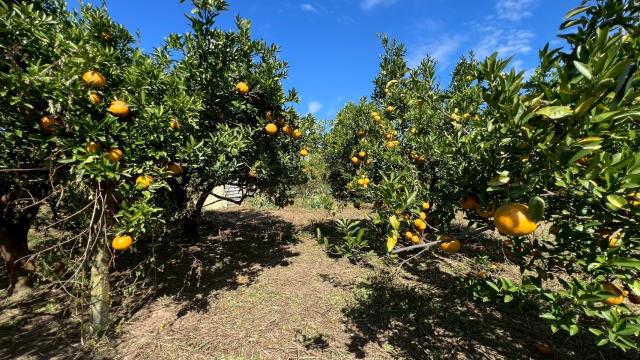 苗栗頭份農地-1