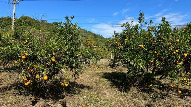 苗栗頭份農地-2