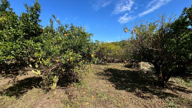 苗栗頭份農地-9