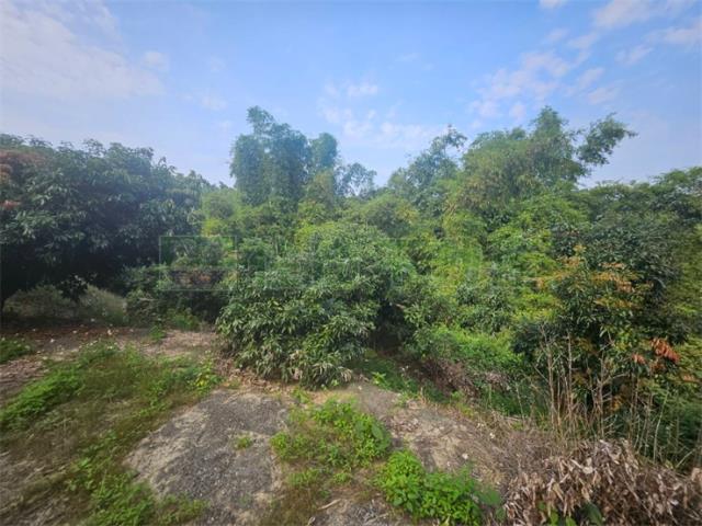 高雄大樹農地-15