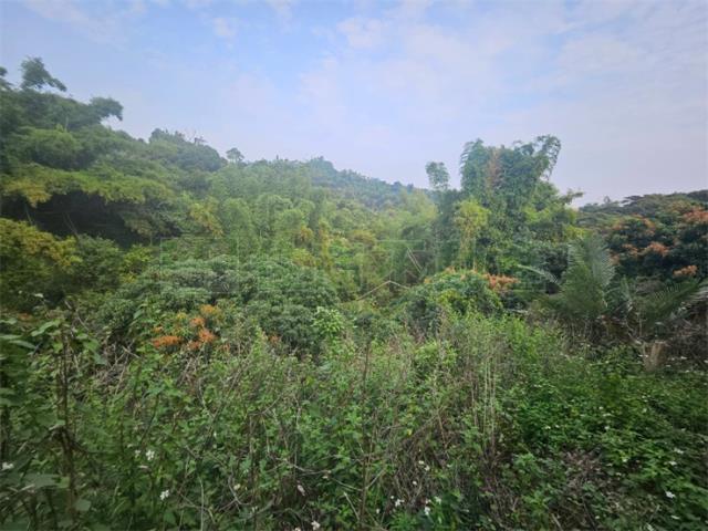 高雄大樹農地-3