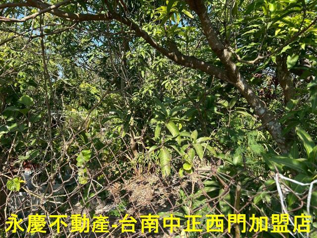 台南新化農地-8