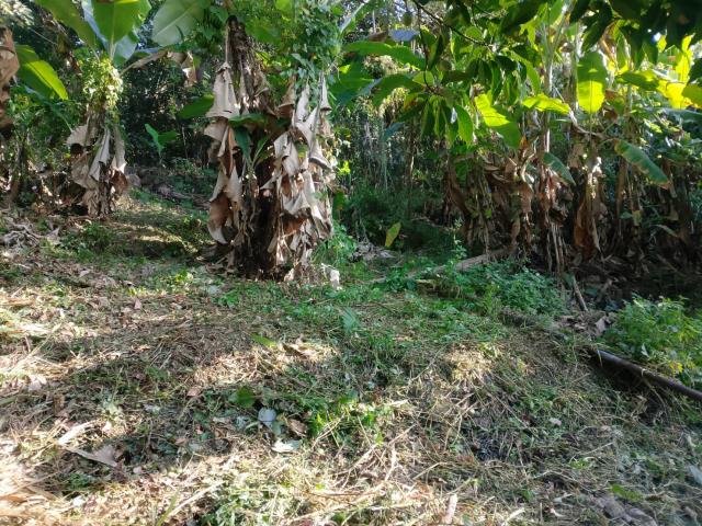 台中太平農地-6