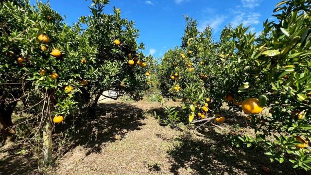 苗栗頭份農地-6