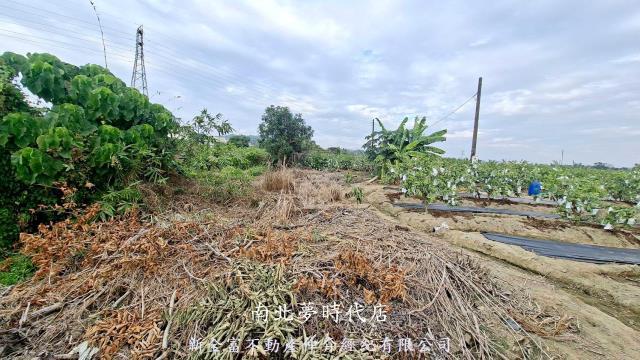 高雄燕巢農地-10