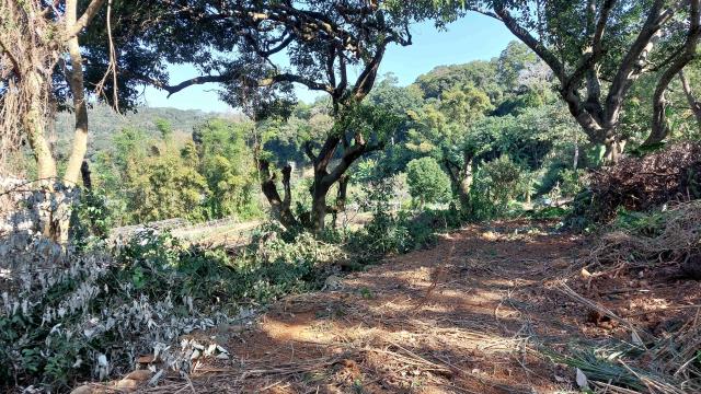 新竹新埔農地-4