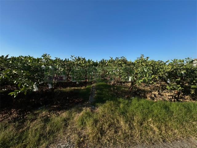 高雄美濃農地-7