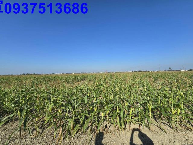 嘉義新港農地-5