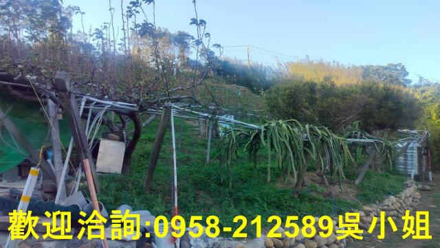 新竹新埔山坡地-4