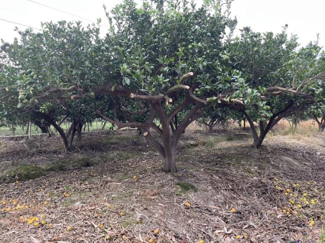 台中東勢農地-10