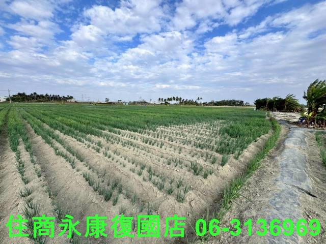 安南農地-6