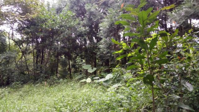 南投鹿谷山坡地-5