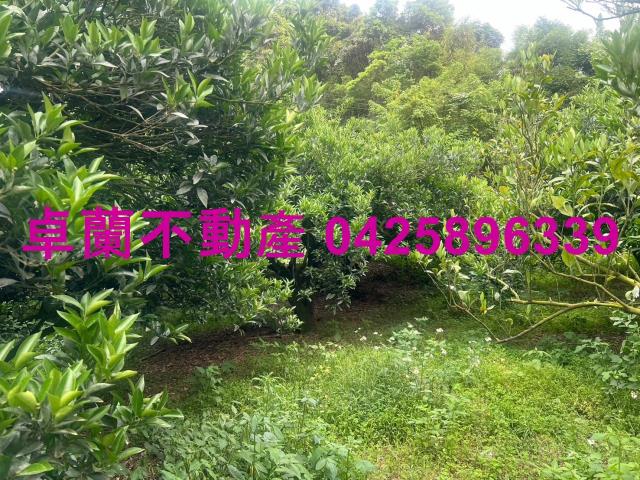 苗栗卓蘭農地-8