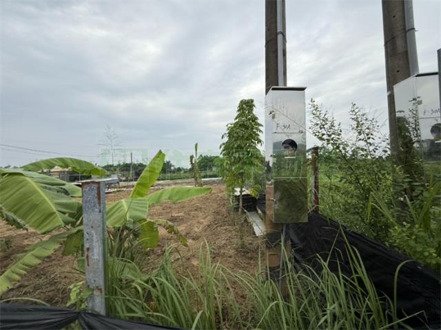 高雄大社農地-9
