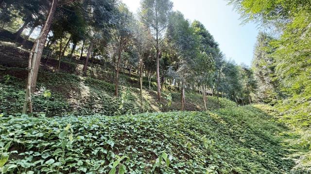 新竹橫山農地-14