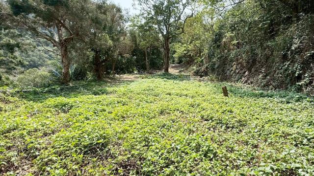 新竹關西農地-5