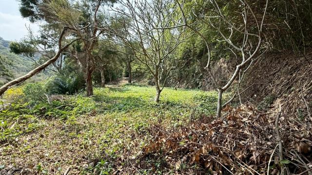 新竹關西農地-7