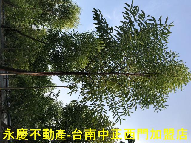 台南玉井農地-12