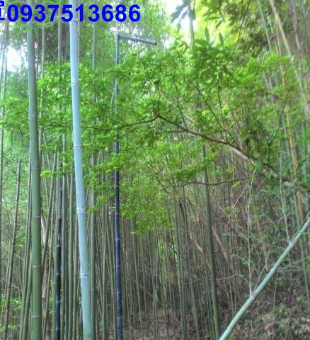 新竹原住民保留地-9