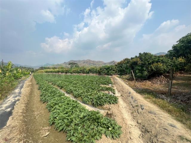 高雄美濃農地-13