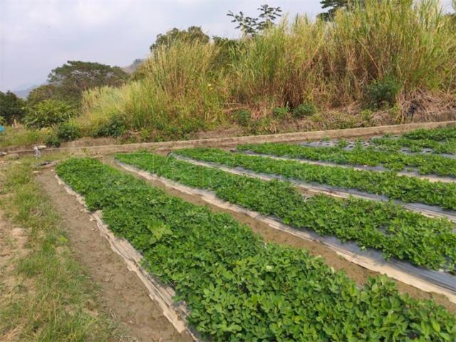 高雄美濃農地-3