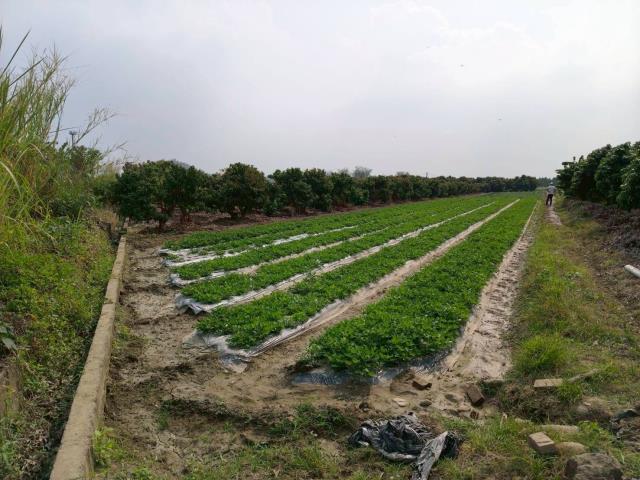 高雄美濃農地-1