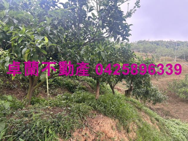 卓蘭農地-3