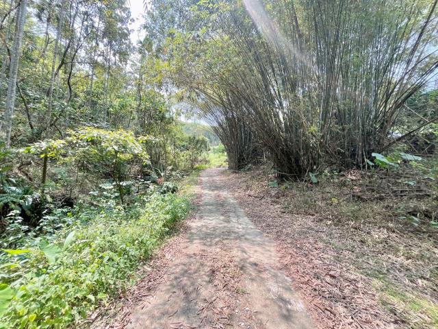 南投中寮農地-1