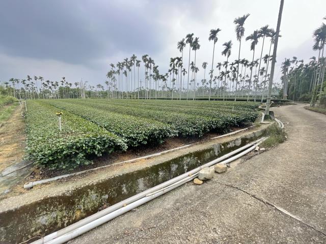 南投名間農地-2