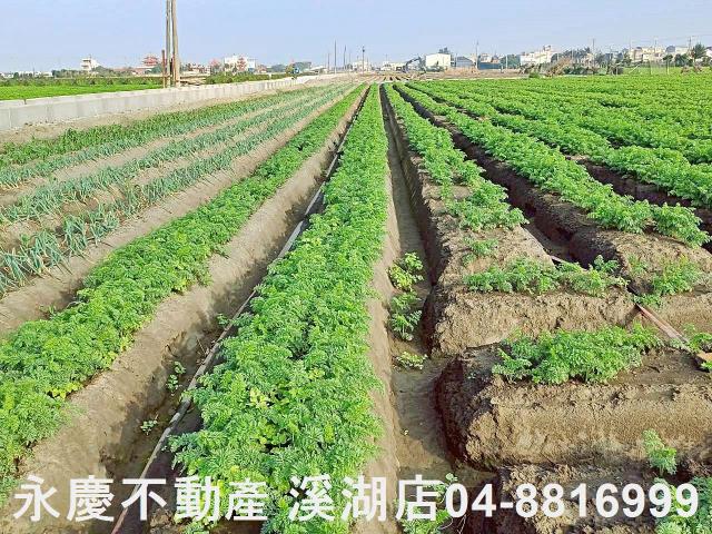 芳苑農地-7