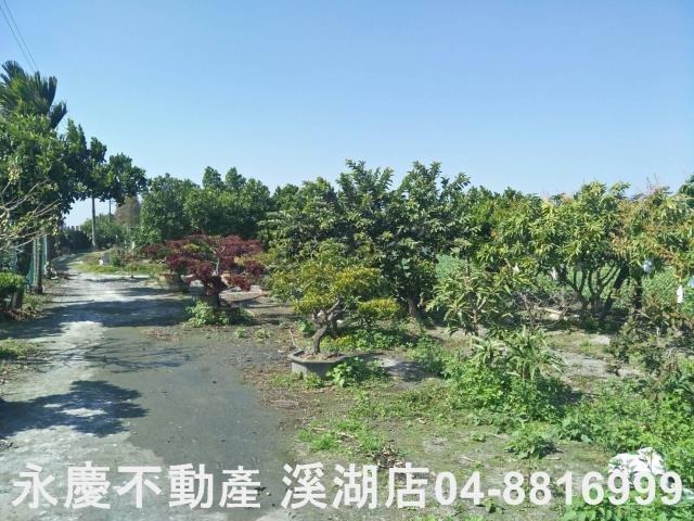 埤頭農地-3