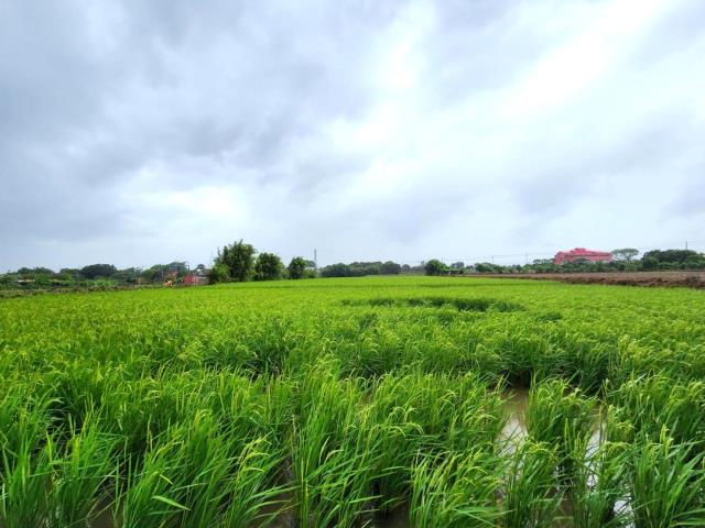 桃園新屋農地-2