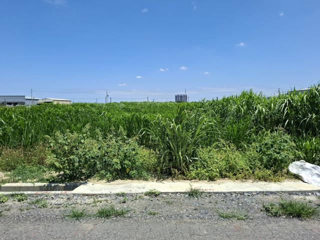 歸仁農地-6