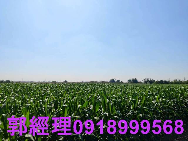 台南鹽水農地-6