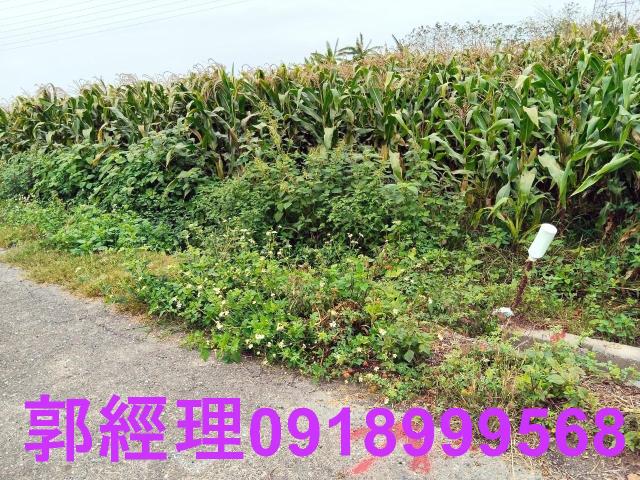 台南新營農地-4