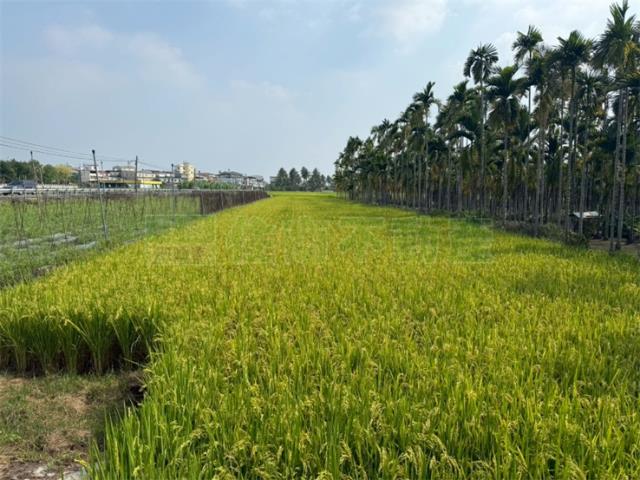 美濃農地-9
