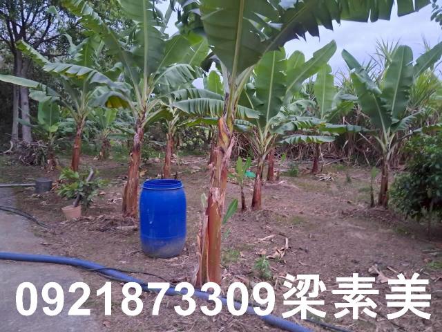 台南農地-11