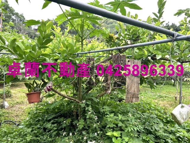苗栗卓蘭農地-11